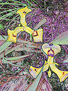 Dutch Iris In Yellow